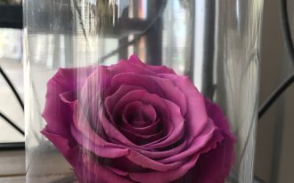 Candice Créations - Rose éternelle